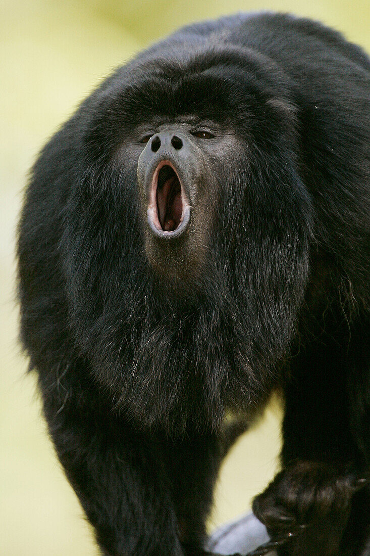 Black Howler Monkey (Alouatta caraya), captive roaring. The Netherlands