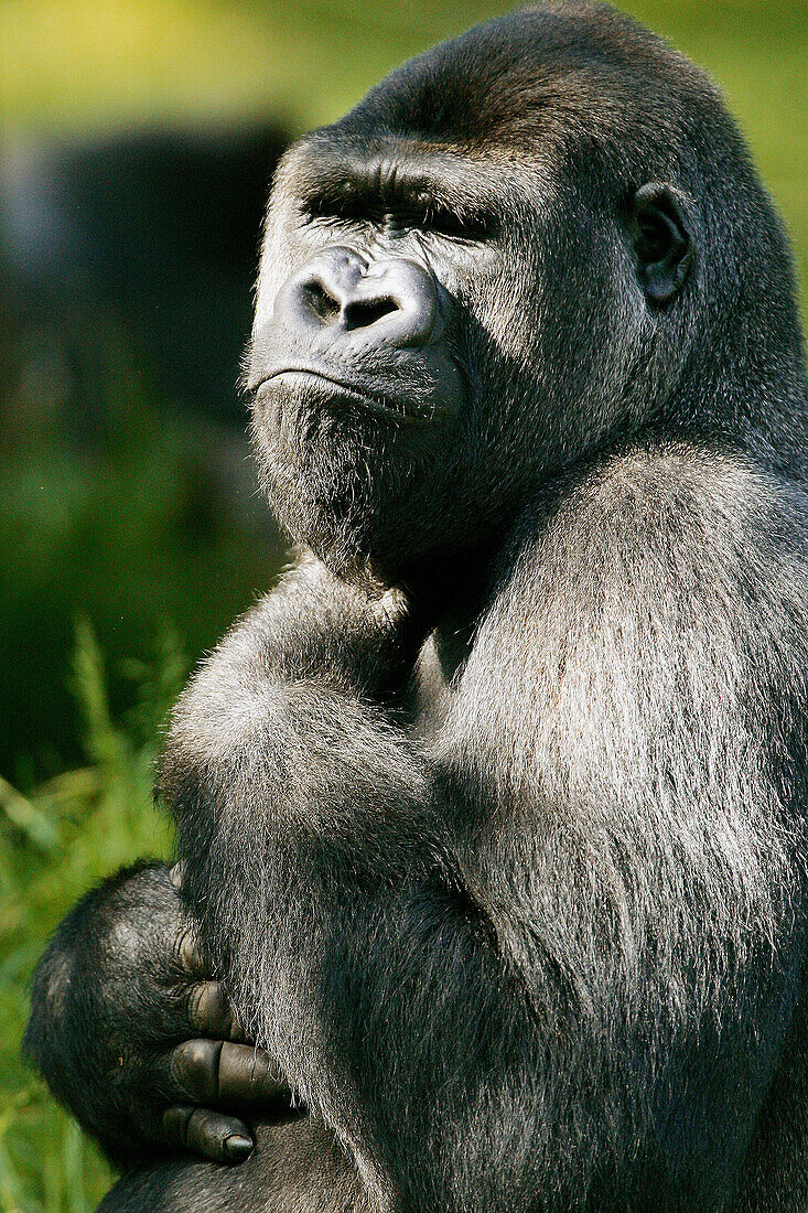 Gorilla (Gorilla gorilla), captive. The Netherlands