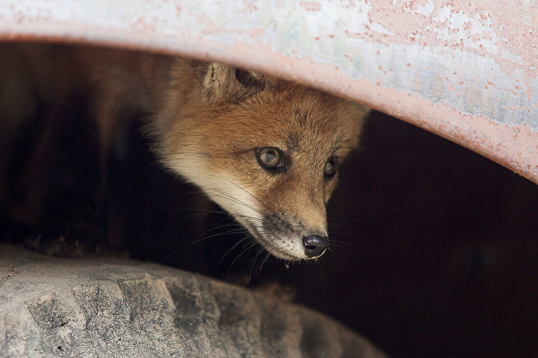 Red Fox (Vulpes vulpes) cub. Minnesota, USA