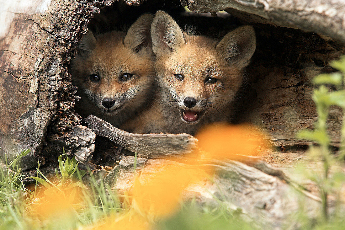 Red Fox (Vulpes vulpes) cubs. Minnesota, USA