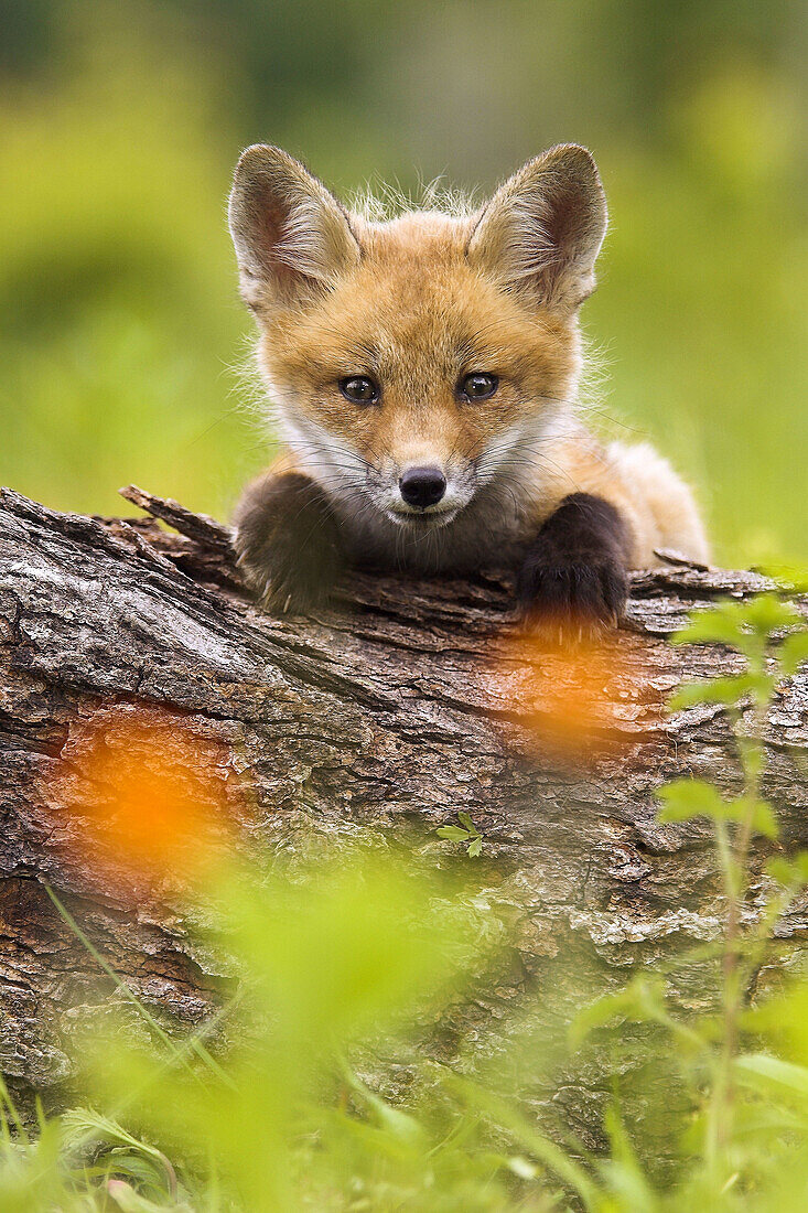 Red Fox (Vulpes vulpes) cub. Minnesota, USA