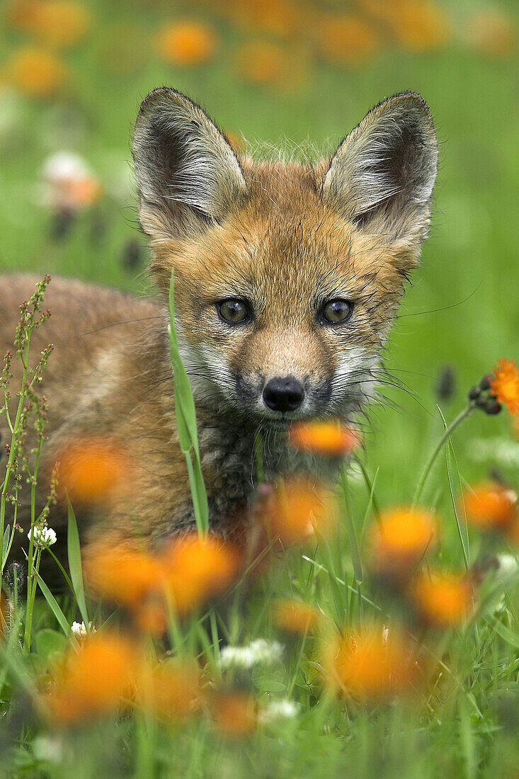 Red Fox (Vulpes vulpes) cub. Minnesota, USA