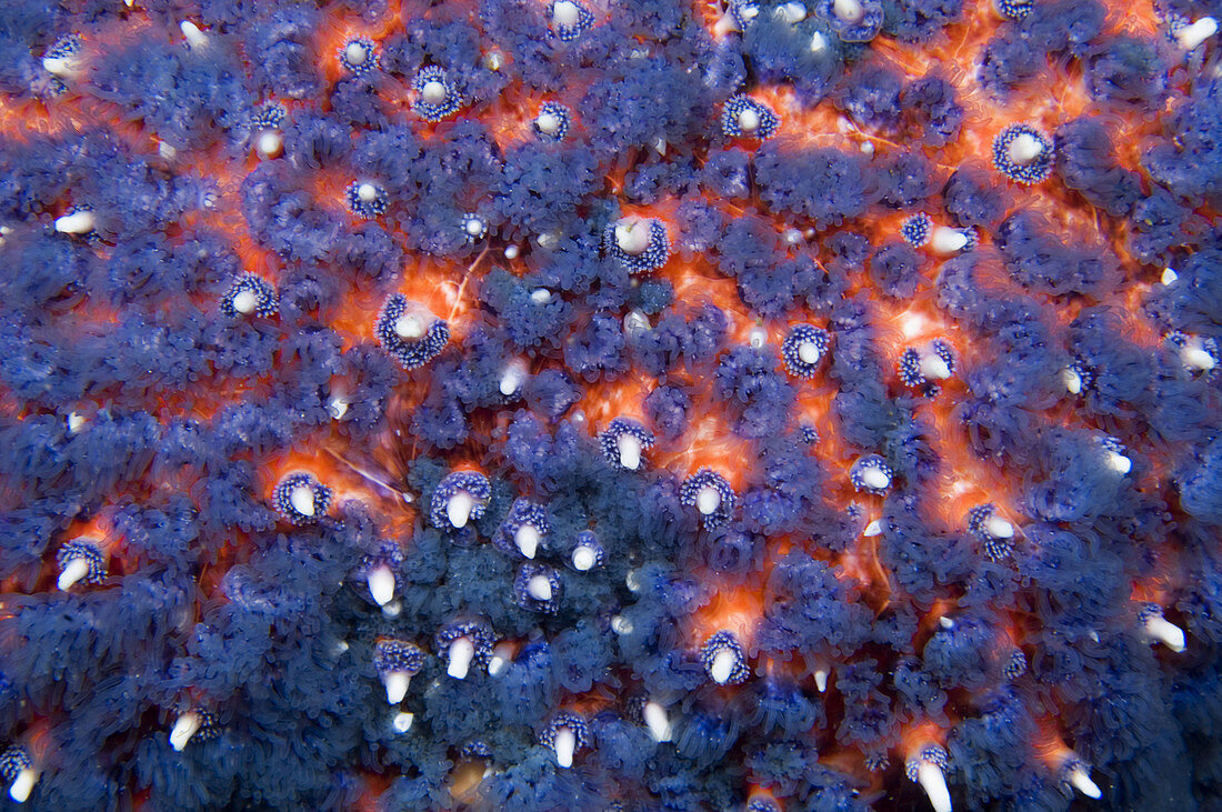 Bottom of Sunflower Star, Pacific Northwest, Canada