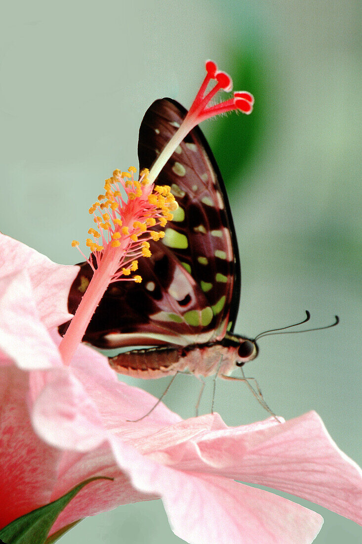 Green Triangle Kite Butterfly, (Graphium agamemnon) on pink Hybiscus (Hibiscus spp.).