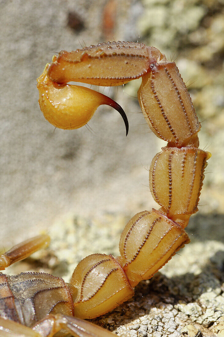 Scorpion (Buthus occitanus). Valle de Alcudia. Spain