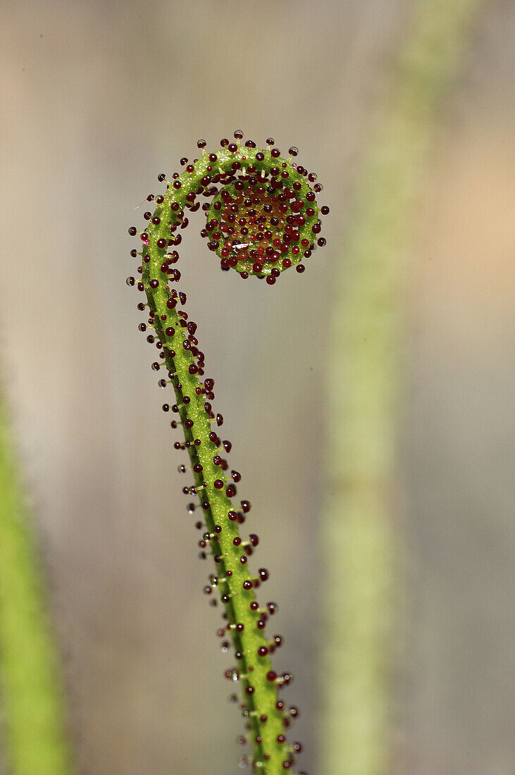 Dewy Pine (Drosophyllum lusitanicum). Sierra Madrona, Ciudad Real, Spain