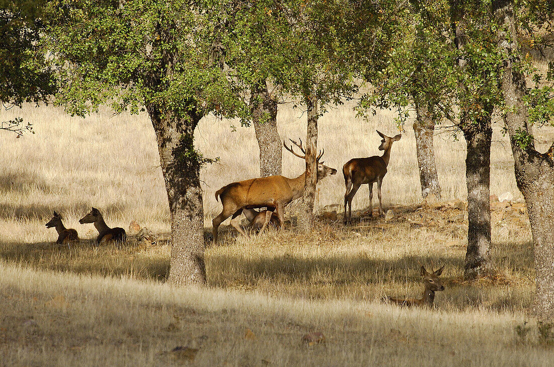 Red Deer (Cervus elaphus). Sierra Madrona, Ciudad Real, Spain