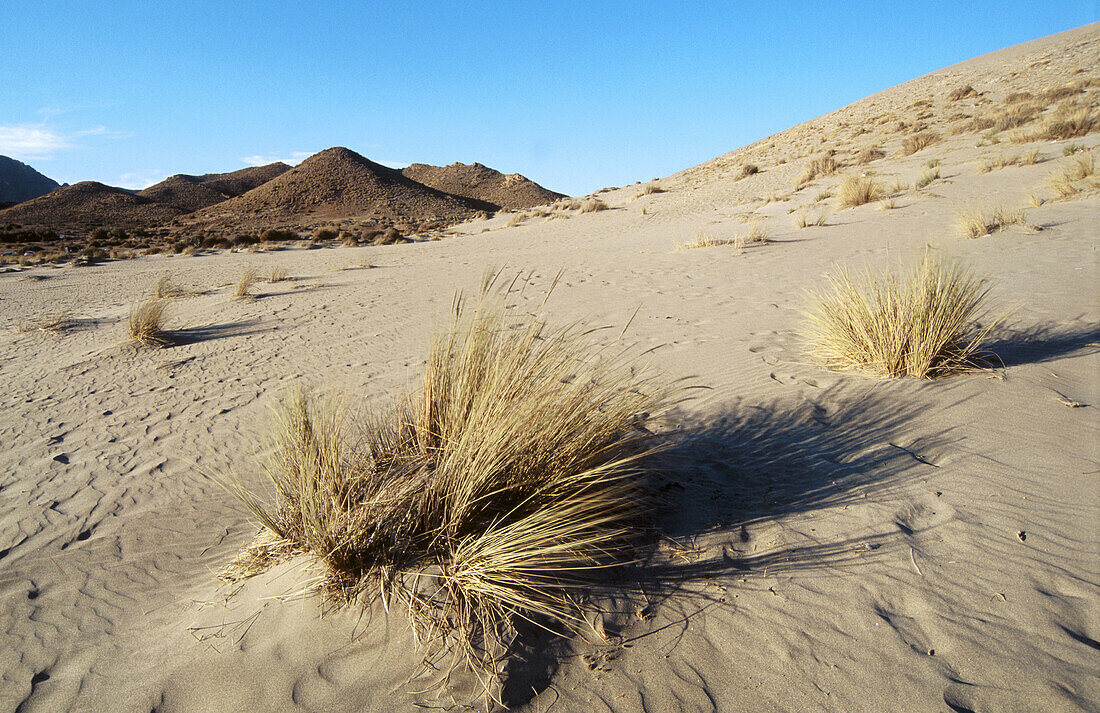 Dunes in Monsul beach, Cabo de Gata-Níjar Natural Park. Almería province, Andalusia. Spain