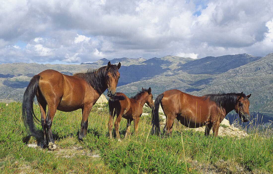 Garranos horses. Baixa Limia-Serra do Xurés Natural Park. Orense province, Galicia, Spain