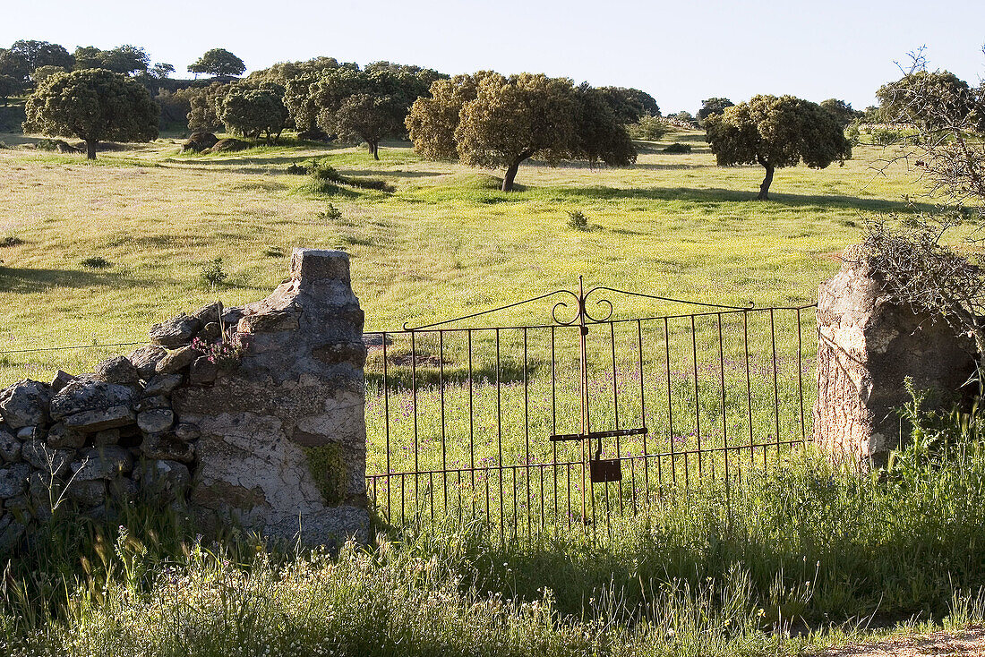 Holm oak trees in Brozas, Caceres province. Extremadura, Spain