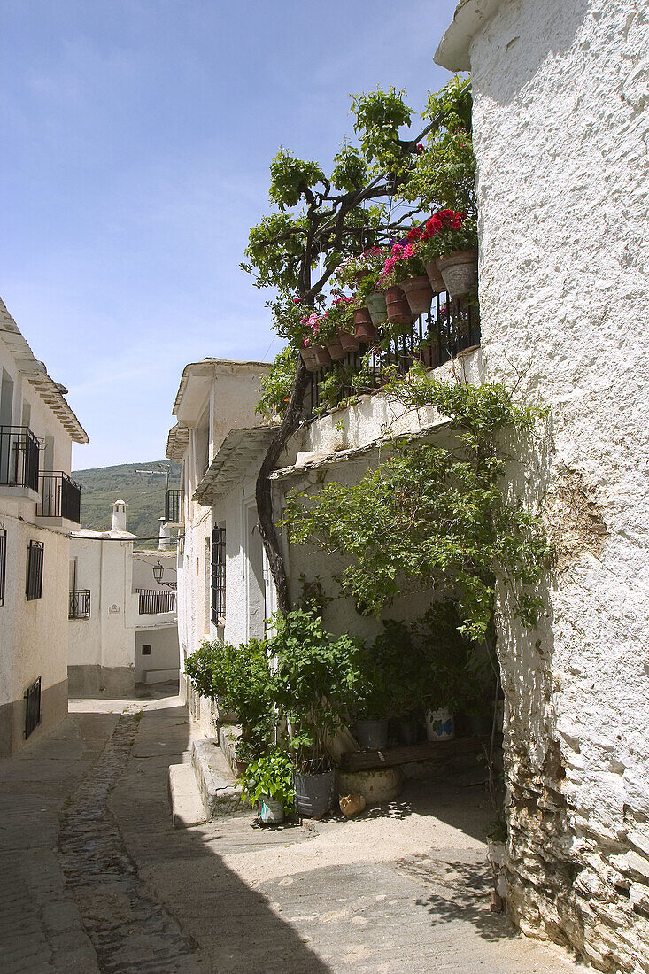 Capileira, Alpujarras. Sierra Nevada, Granada province, Andalusia, Spain