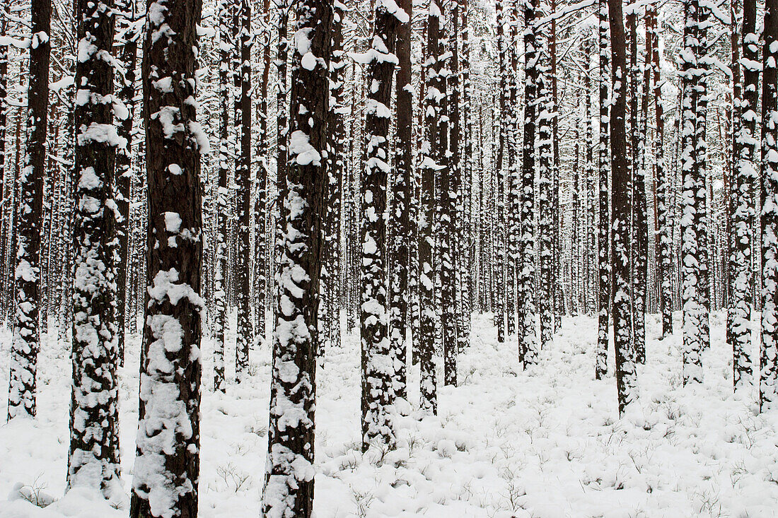 Winter forest after blizzard in Franconia - Bavaria / Germany