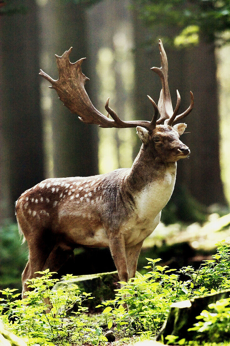Fallow Deer (Dama dama) male standing in a foggy forest