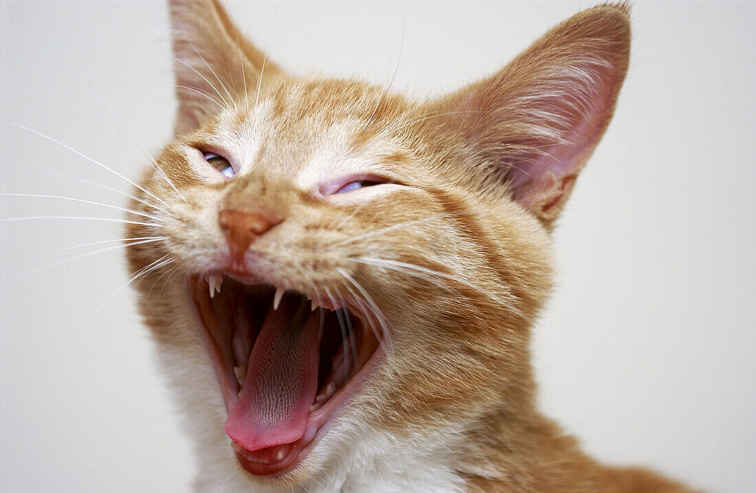 Tabby cat yawning