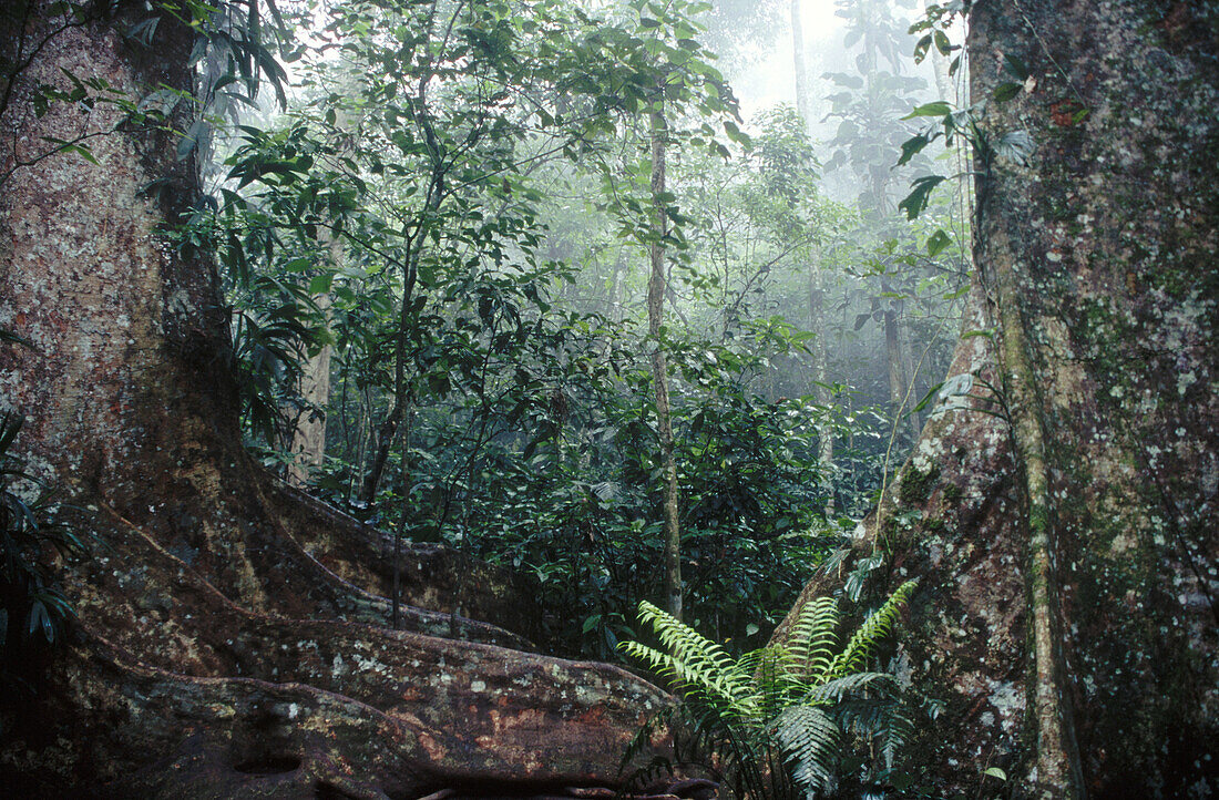 Cloud forest, Venezuela