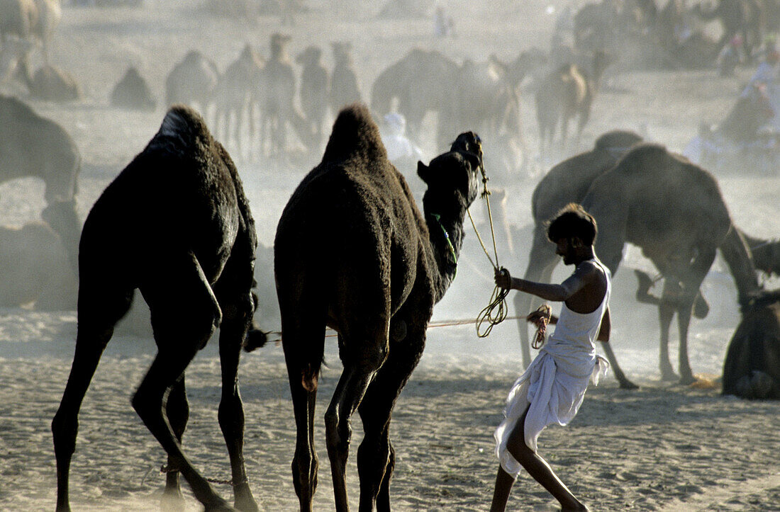 Under Control. Pushkar Camel Festival. Pushkar. Rajasthan. India