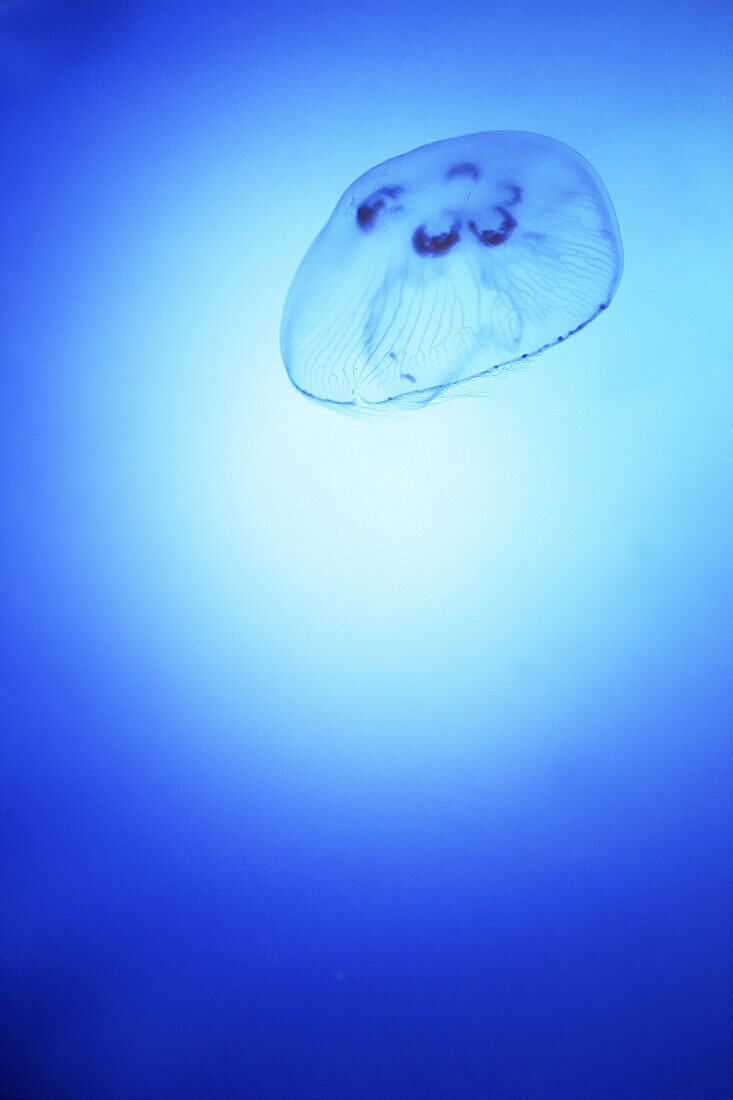Moon Jellyfish. Underwater, ocean.