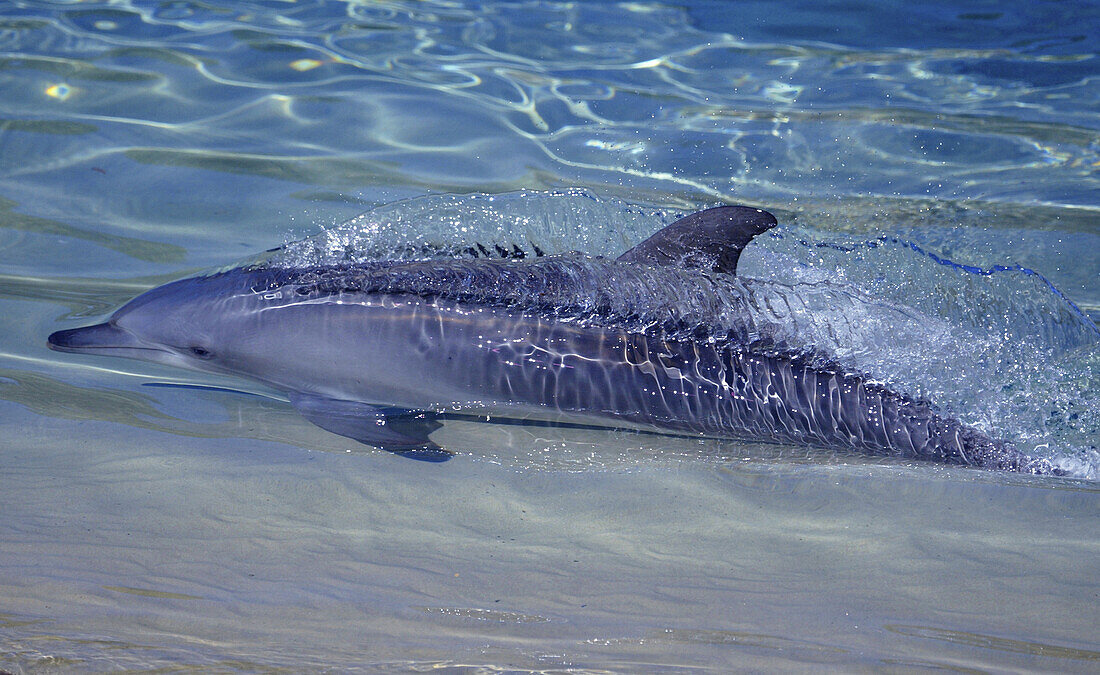 Dolphin swimming, Queensland Australia.
