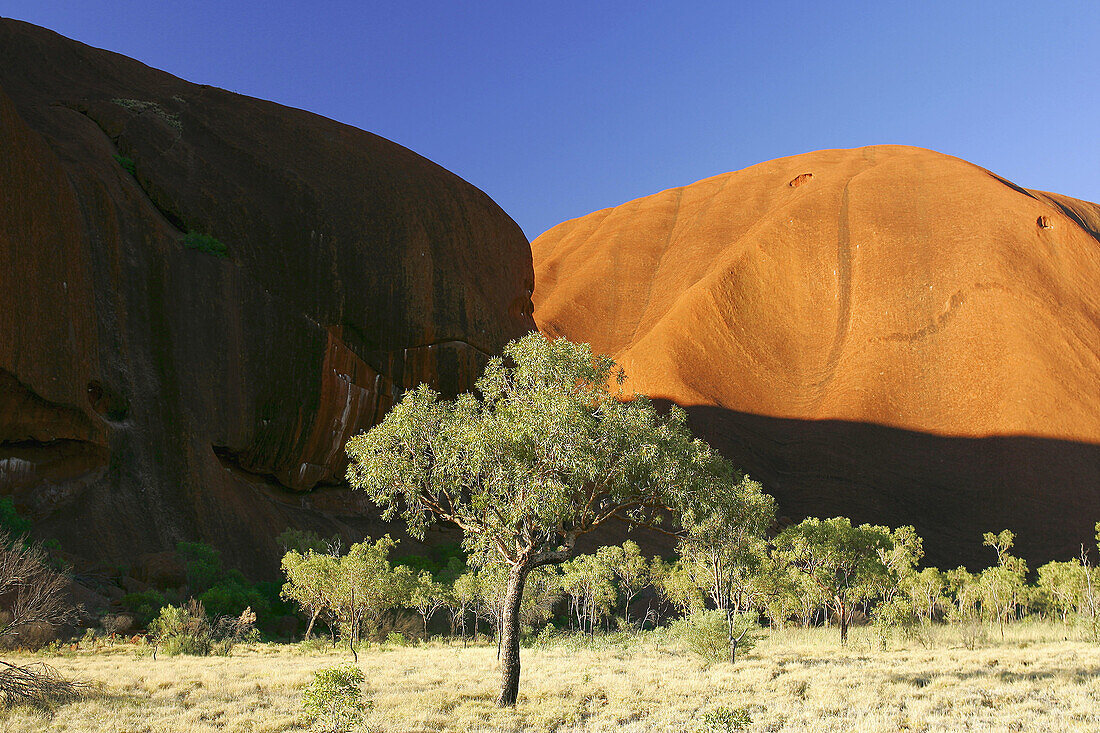 Außen, Baum, Bäume, Dürre, Entfernt, Erosion, Farbe, Fels, Felsen, Felsformation, Fern, Geologie, Geologische Formung, Geologische Formungen, Landschaft, Landschaften, Natur, Pflanze, Pflanzen, Tageszeit, Trockenheit, Vegetation, N90-481372, agefotostock