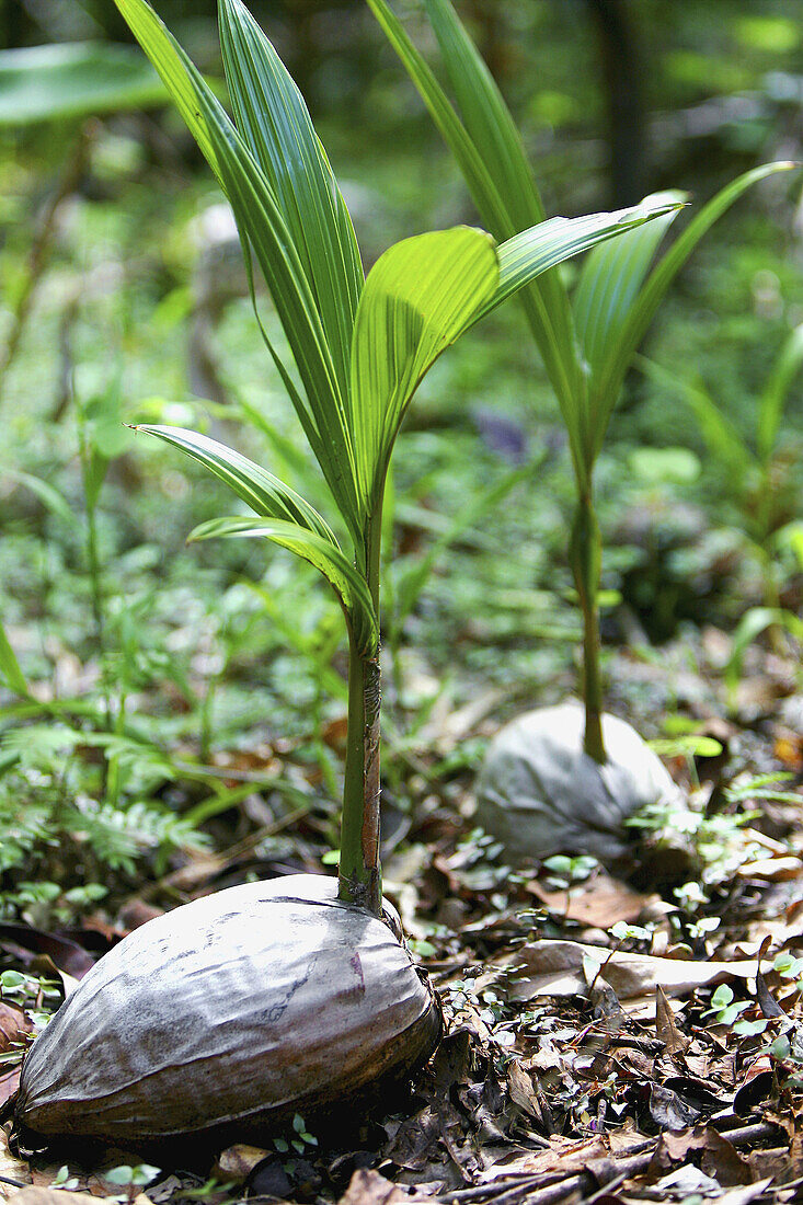 Palm tree seedlings. Australia