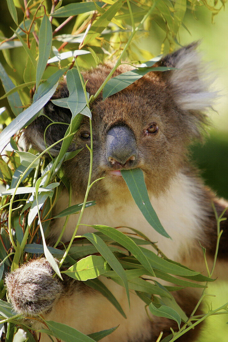 Koala. Australia