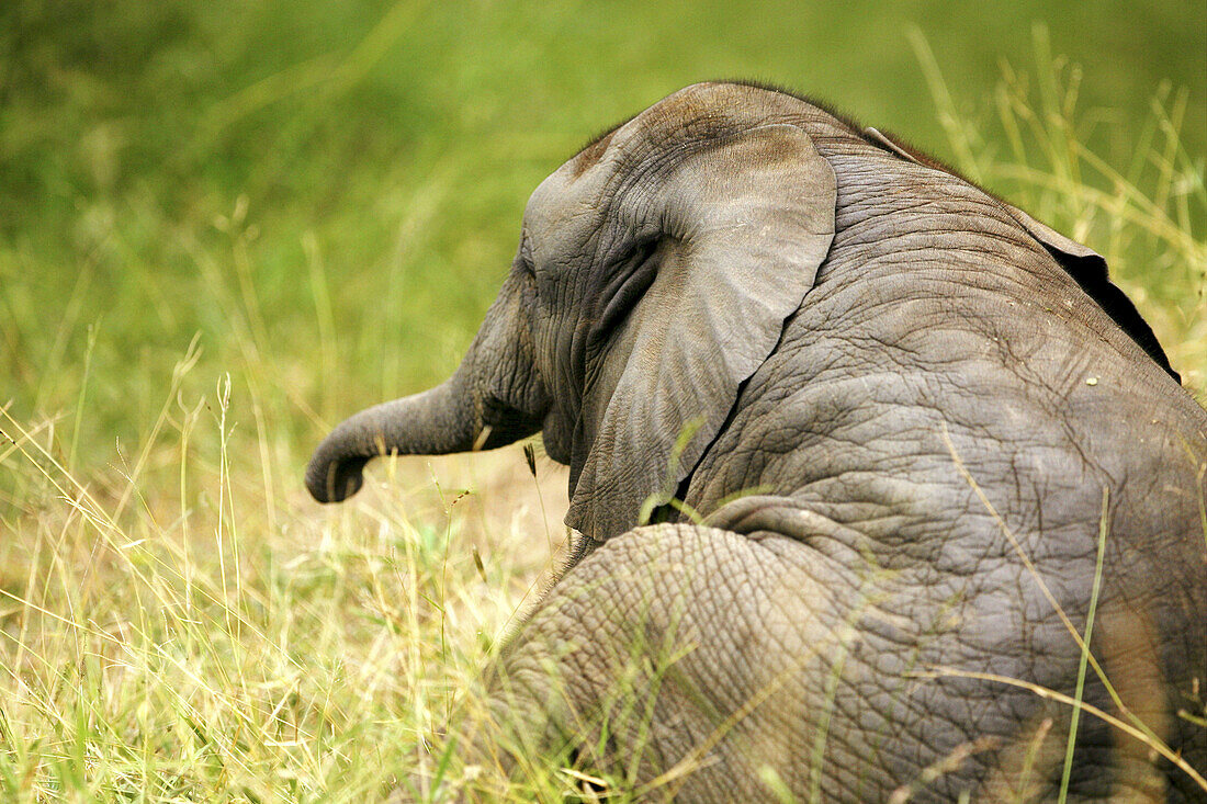 African Elephant, Africa