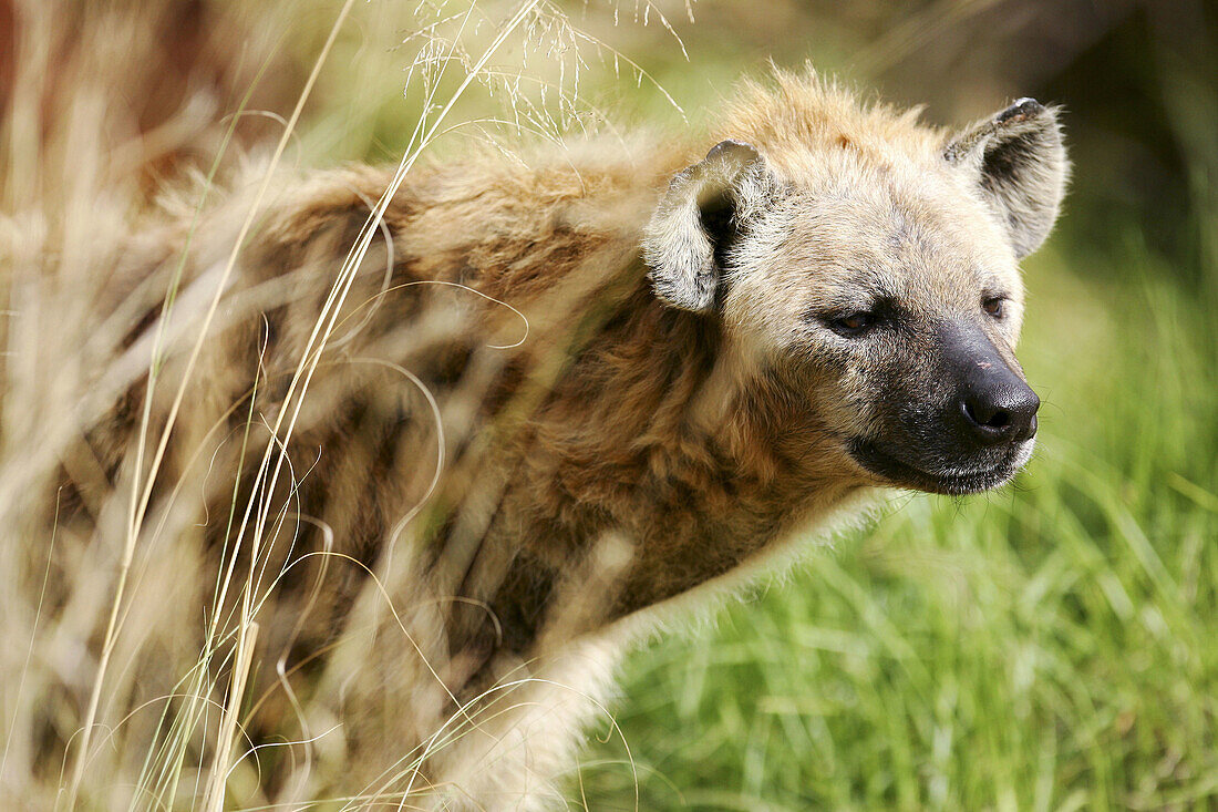 Spotted Hyena