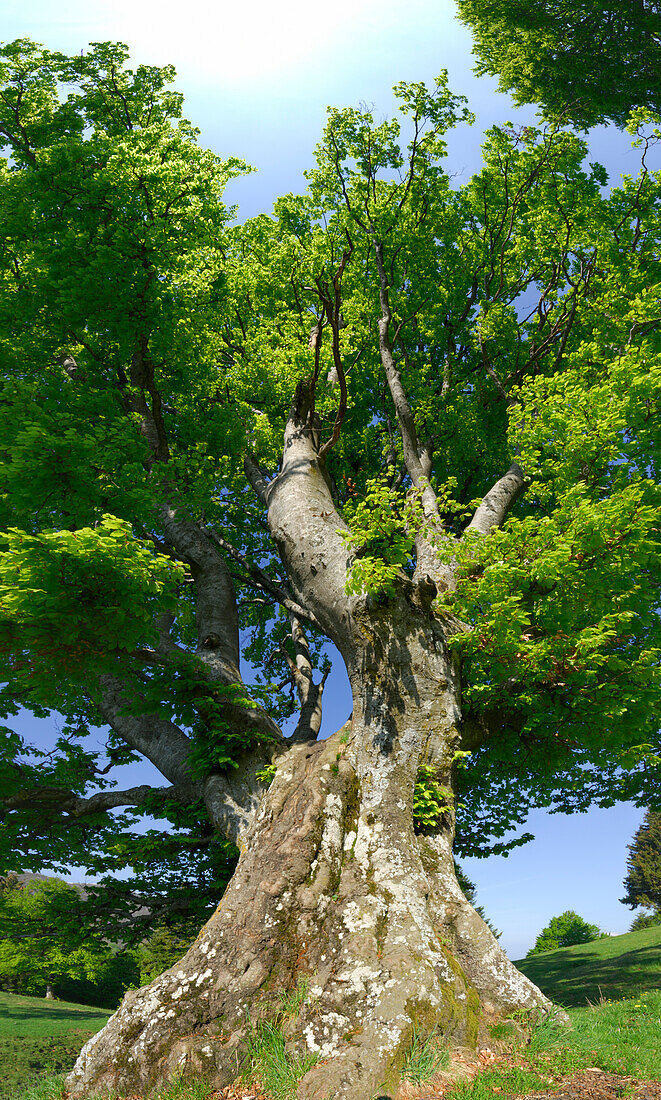 großer Baum mit mächtigem Stamm, Alpe del Borgo, Monte San Primo, Comer See, Como, Lombardei, Italien