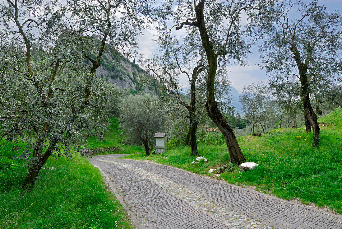 Straße durch Olivenhain mit Kreuzwegstation, Arco, Trentino, Italien
