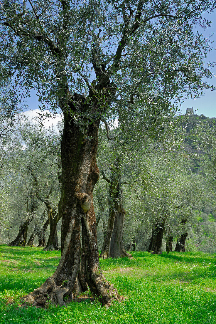 olive groove, Arco, Trentino, Italy