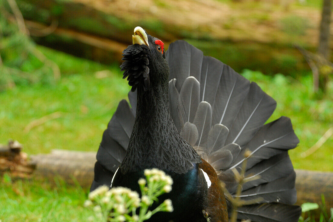 mountain cock, capercaille, wood grouse, Tetrao urogallus, displaying