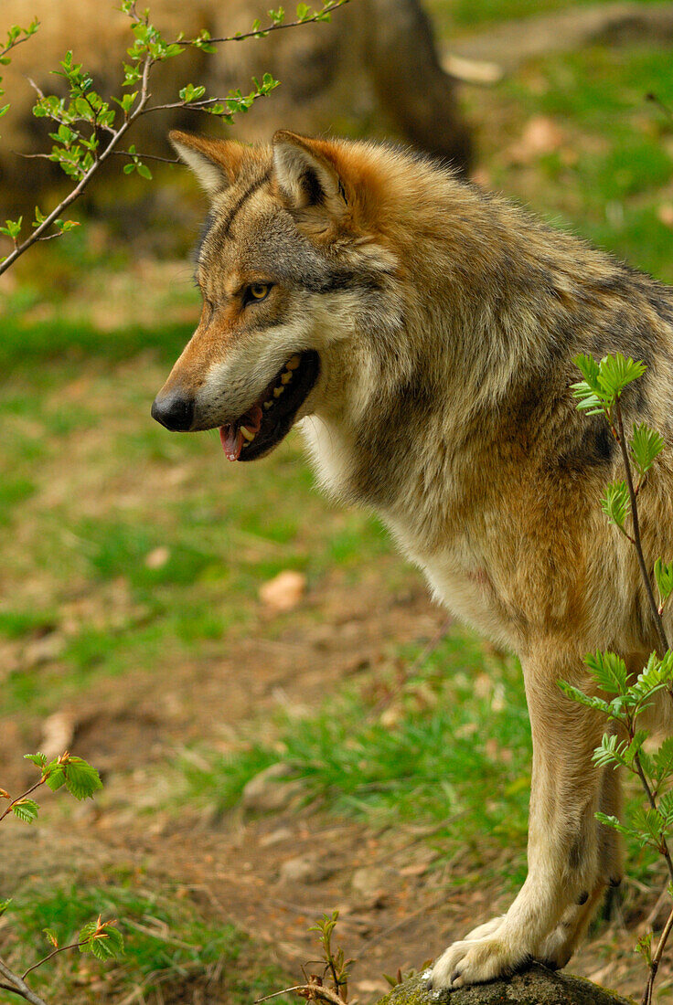 Wolf, Canis lupus