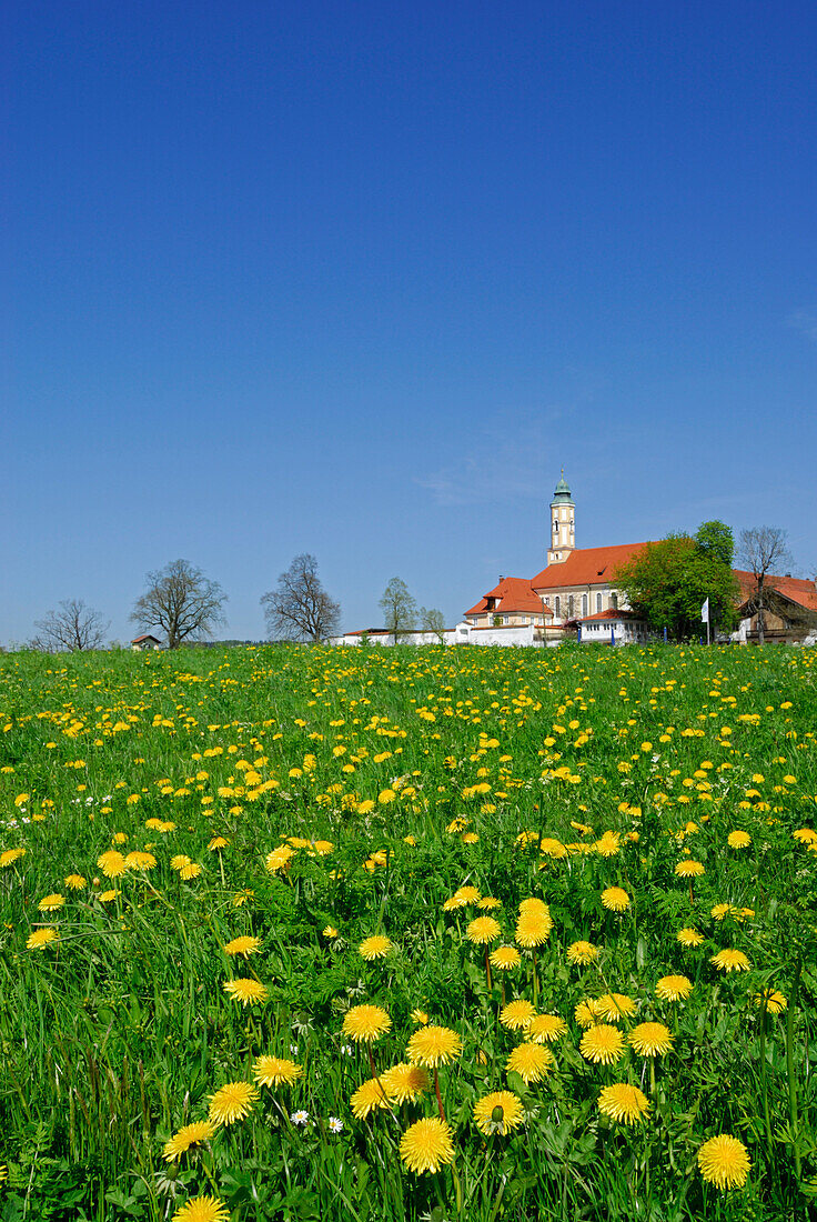 Blick über einen Löwenzahnwiese auf Kloster Reutberg, Oberbayern, Bayern, Deutschland