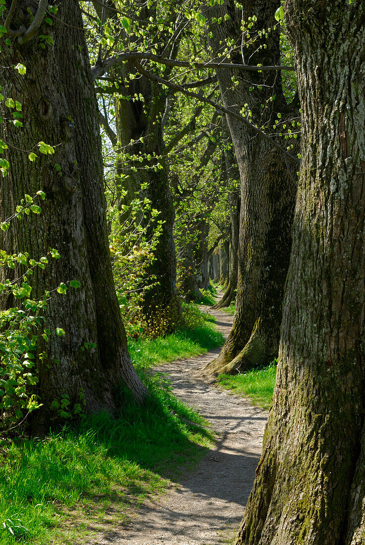 Path between deciduous trees