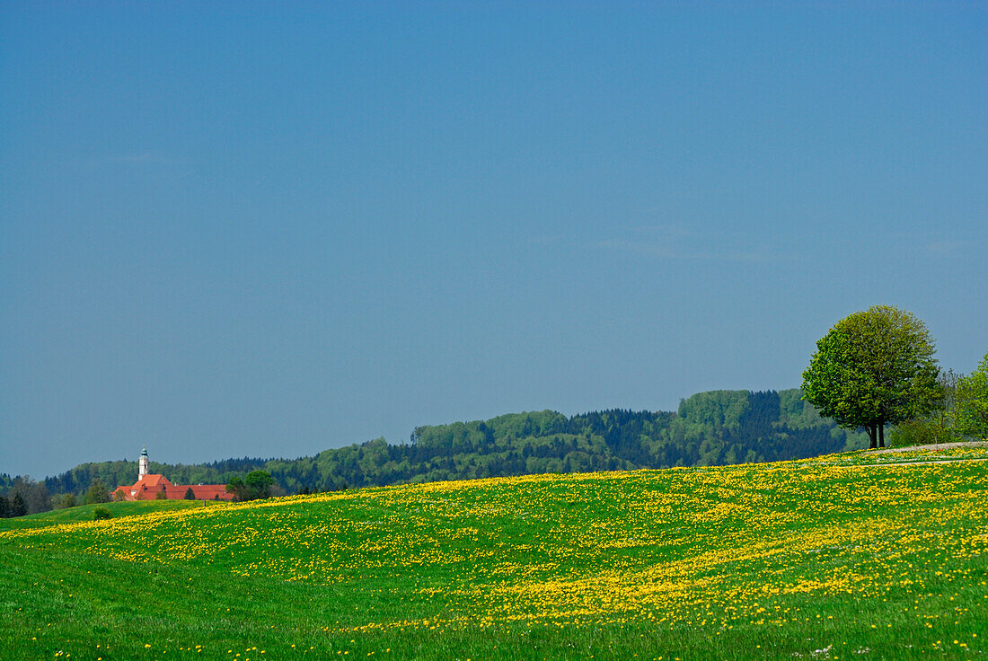 sea of dandelion with monastery of Reutberg and tree, Upper Bavaria, Bavaria, Germany