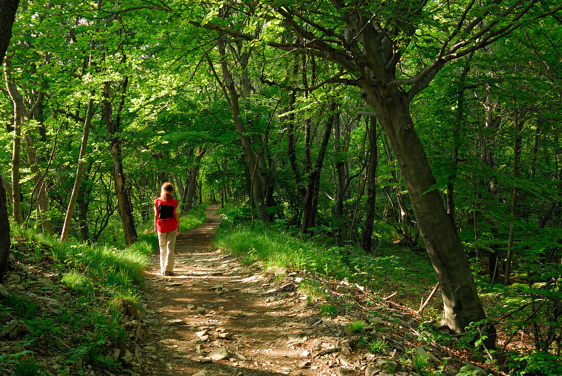young woman on trail through green woods, Monte San Giorgio, World Heritage Site, lake Luganer See, Ticino, Switzerland