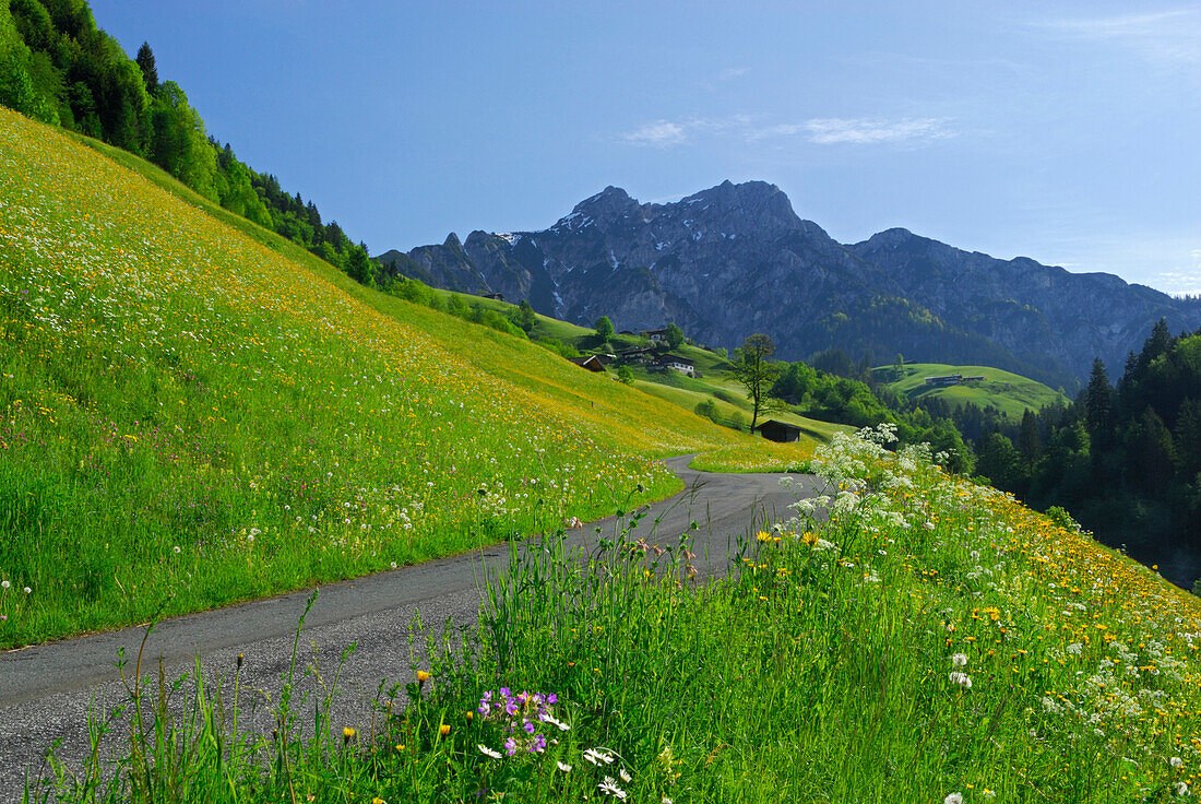 Flower meadow and country road with mountains in background, Lofer, Berchtesgaden Alps, Salzburg (state), Austria