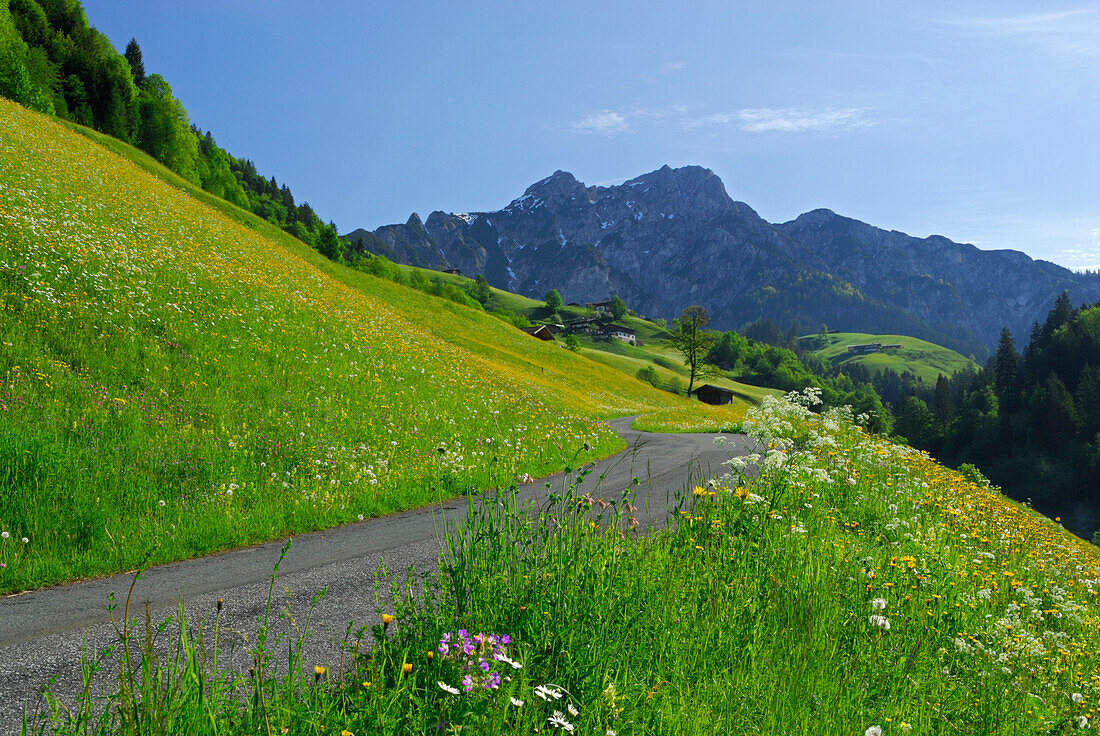 Straße und Blumenwiese mit Bergen im Hintergrund, Lofer, Berchtesgadener Alpen, Salzburger Land, Österreich