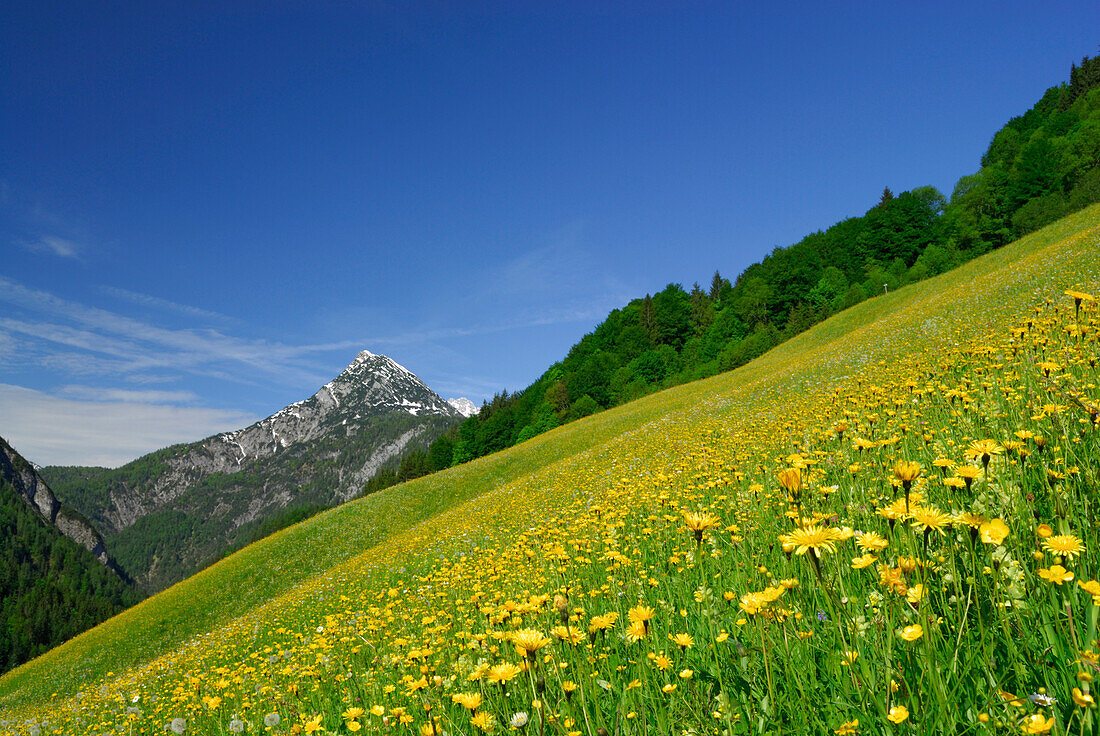 Blumenwiese mit Bergpanorama, Lofer, Berchtesgadener Alpen, Salzburger Land, Österreich