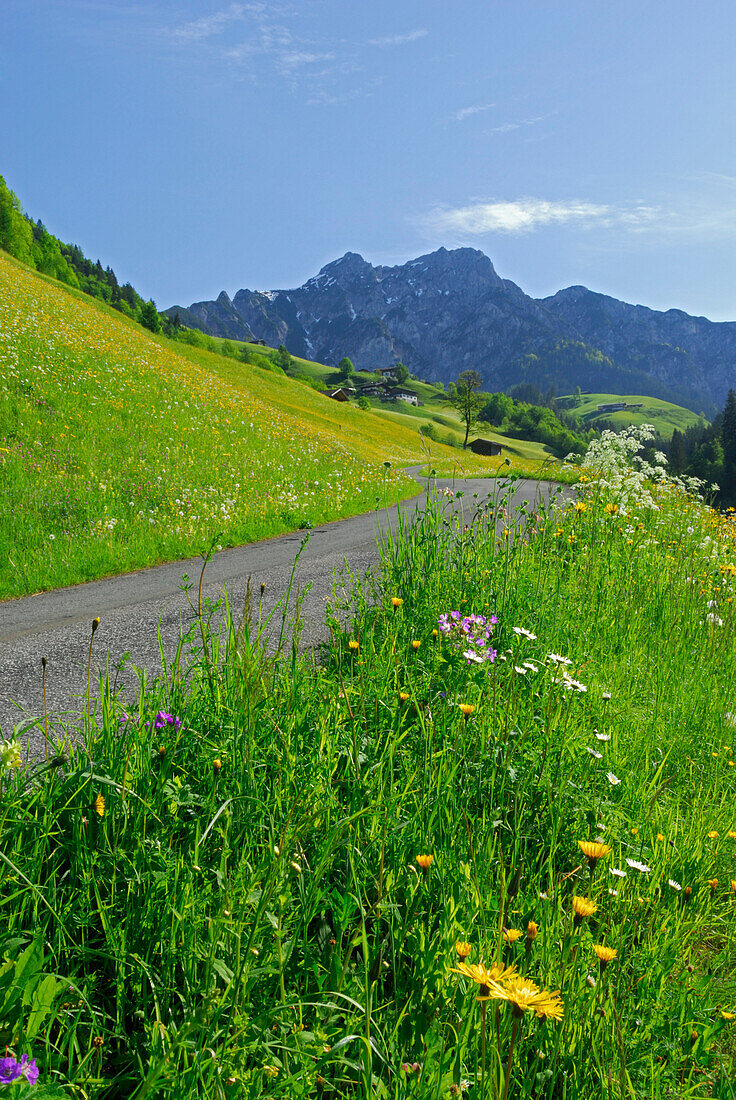 schmale Straße durch Frühlingswiese mit Bergpanorama, Lofer, Berchtesgadener Alpen, Salzburg, Österreich