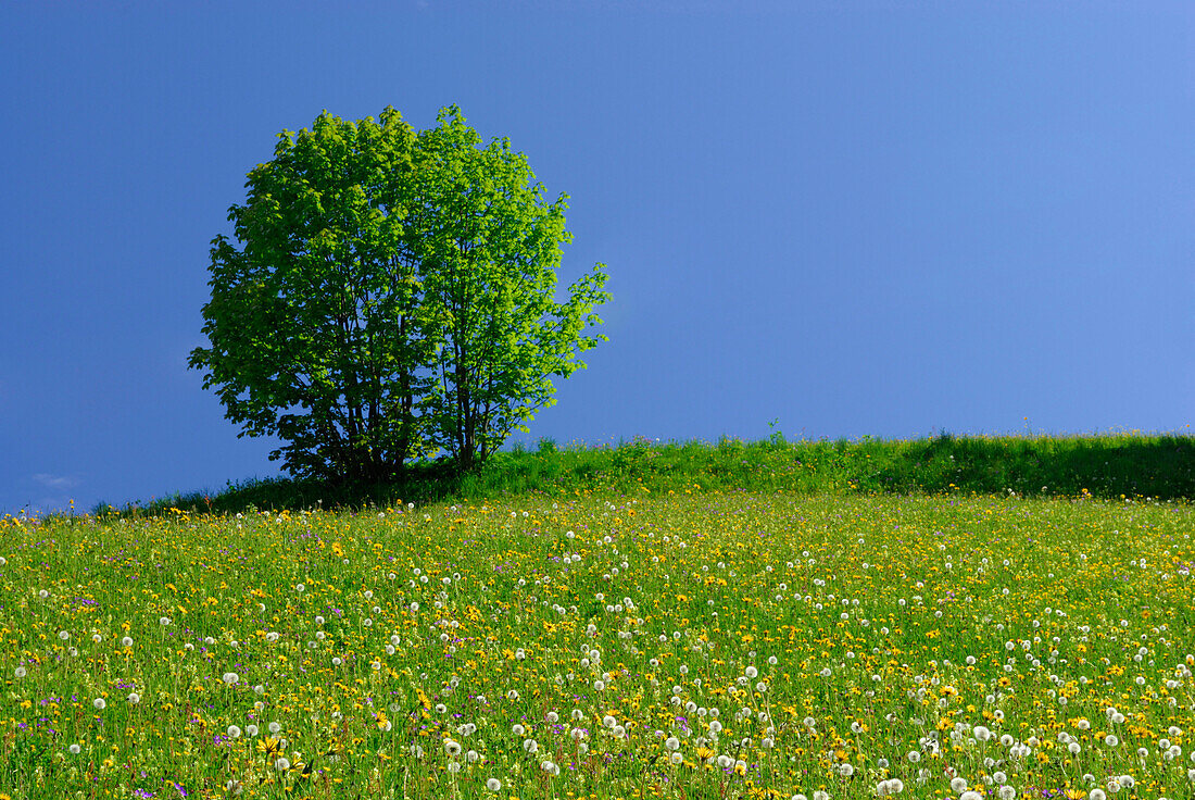 Blumenwiese mit Laubbaum, Lofer, Berchtesgadener Alpen, Salzburger Land, Österreich