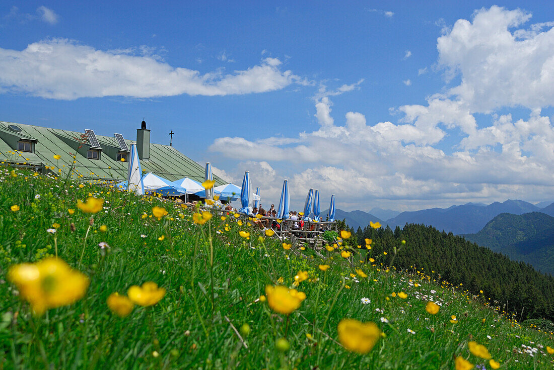 Blumenwiese mit Aueralm, Fockenstein, Bad Wiessee, Bayerische Voralpen, Bayerische Alpen, Oberbayern, Bayern, Deutschland