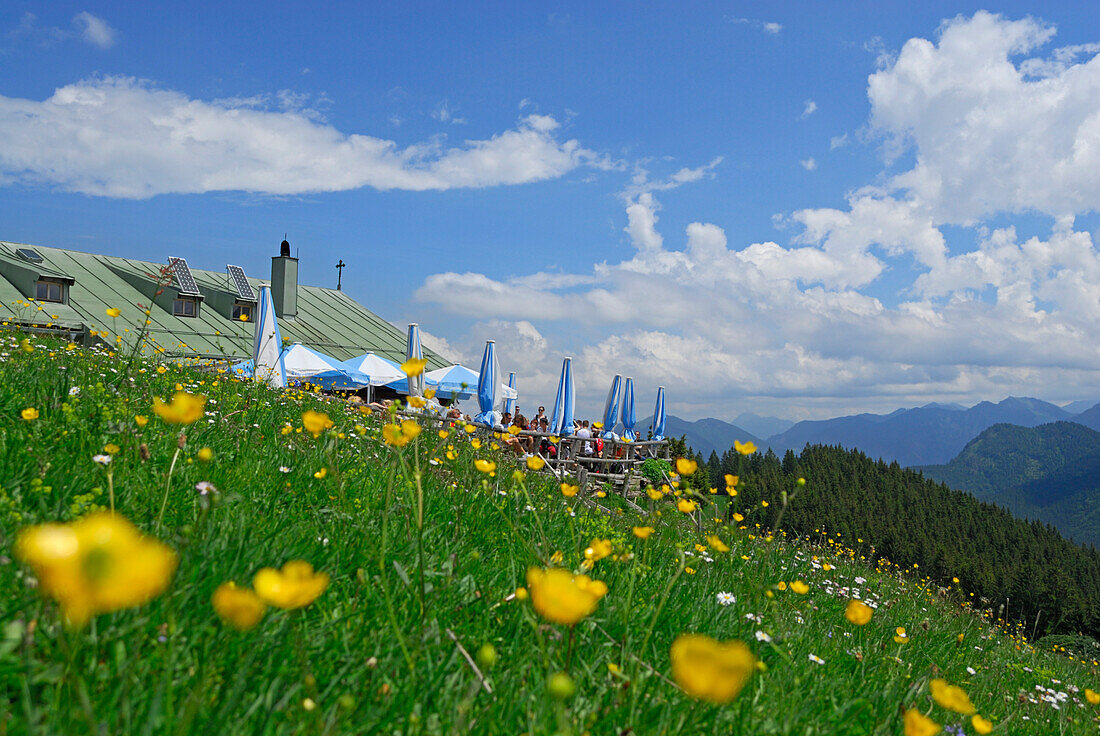 sea of flowers and alpine hut Aueralm, Fockenstein, Bad Wiessee, Bavarian foothills, Bavarian range, Upper Bavaria, Bavaria, Germany