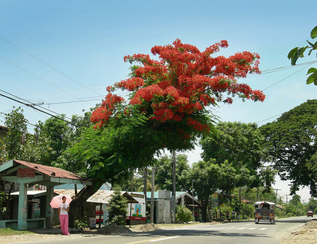 Blühender Flammenbaum am Strassenrand, Philippinen, Asien