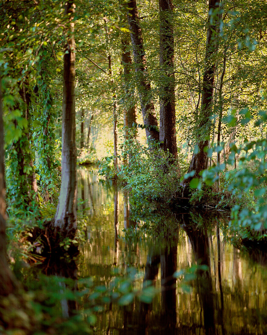 Landschaft mit Erlen im Spreewald, Burg-Kauper, Brandenburg, Deutschland