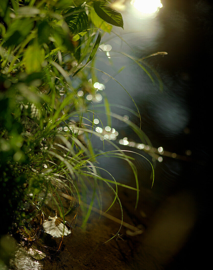 Bankment, biosphere reservat, Spreewald, Brandenburg, Germany