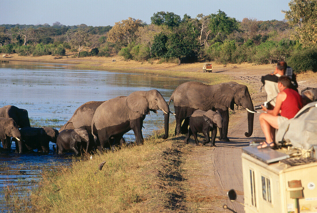 Touristen beobachten afrikanische Elefanten beim Überqueren des Flusses Chobe, Botswana, Afrika