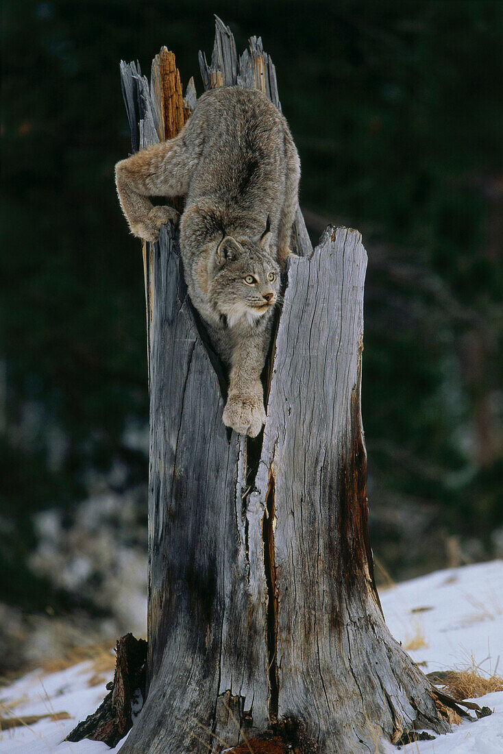 Canadian Lynx climbing down an old stump