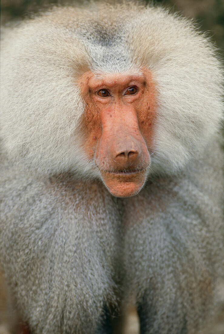 Portrait of a male Sacred Baboon