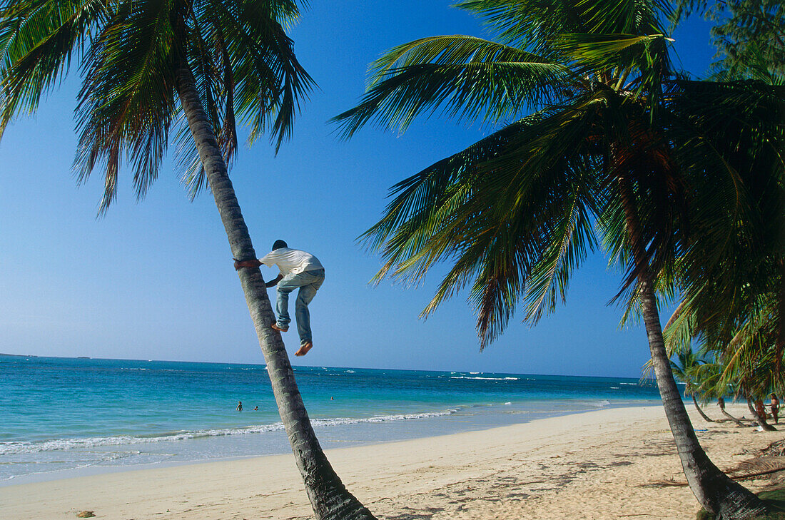 Mann klettert auf Palme, Las Terrenas, Dominikanische Republik, Karibik